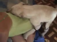 White dog licking the pussy of fat granny